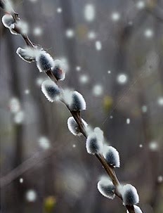 photo of a pussywillow